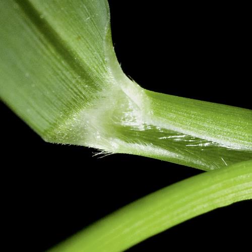 Setaria viridis02.jpg