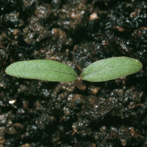 Amaranthus hybridus01.jpg