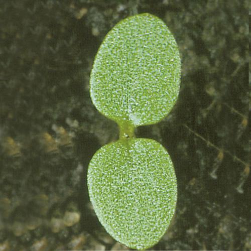 Viola arvensis01.jpg