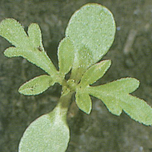 Ambrosia artemisiifolia01.jpg